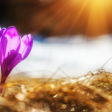 Az új kezdet hava – a Kos üzenete